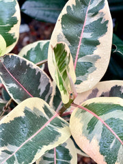 Ficus Tineke (Variegated Rubber Tree) - Sydney's Plant Market